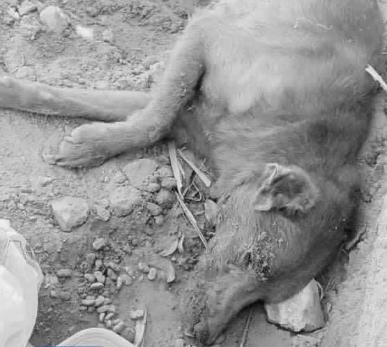  Cão encontrado em condição de abandono é submetido à eutanásia humanitária
